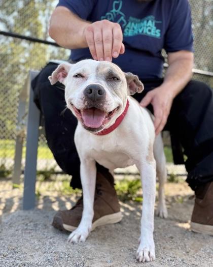 Missy, Adoptable, Adult Female Mixed Breed.