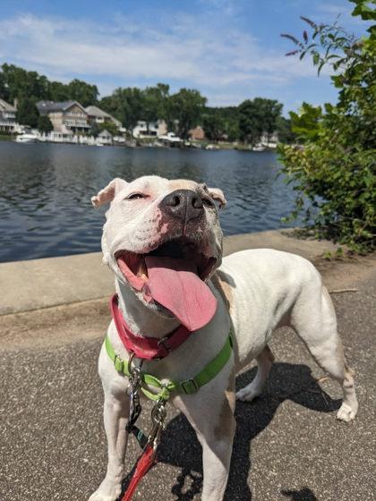 Enlarge Missy, a Adoptable mixed breed in Fairfax, VA image 2/3