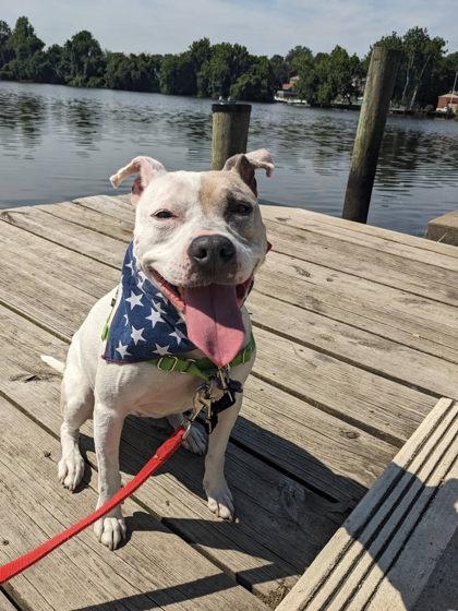 Enlarge Missy, a Adoptable mixed breed in Fairfax, VA image 3/3
