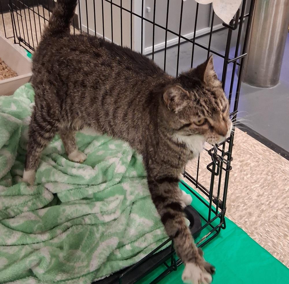Tabitha, Adoptable, Young Female Tabby.