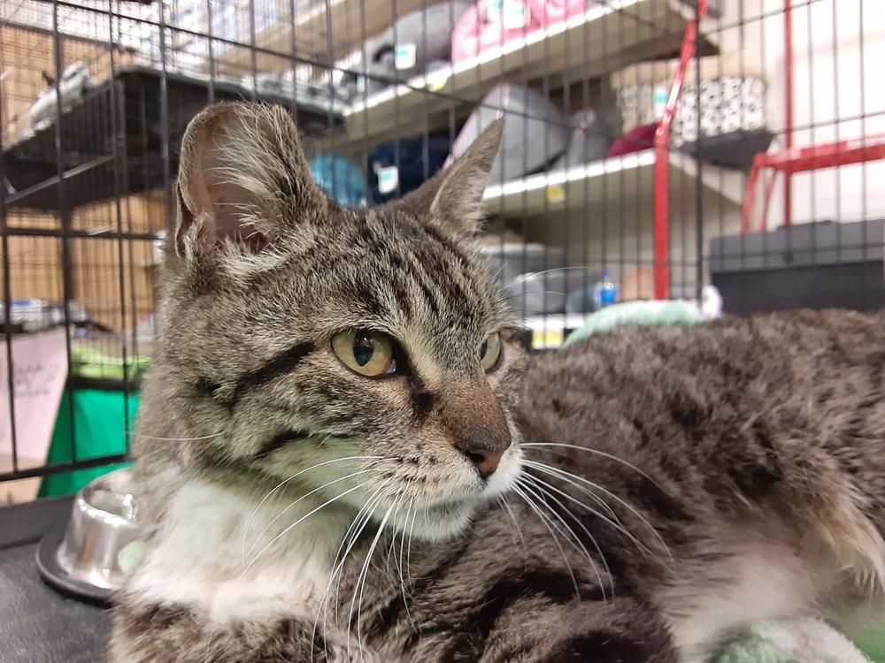 Tabitha, a Adoptable Tabby in Deltona, FL image 2/3