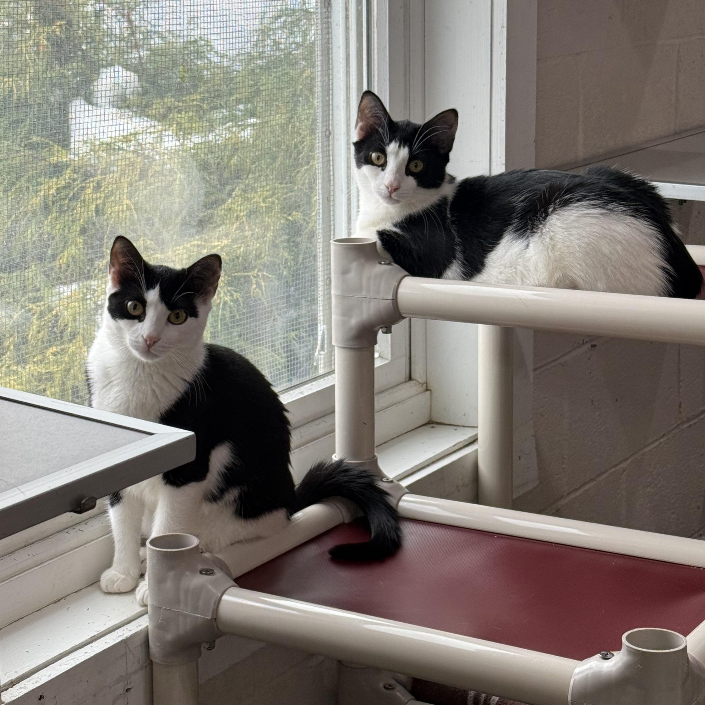 Enlarge Marley, an adopted mixed breed in West Milford, NJ image 3/3