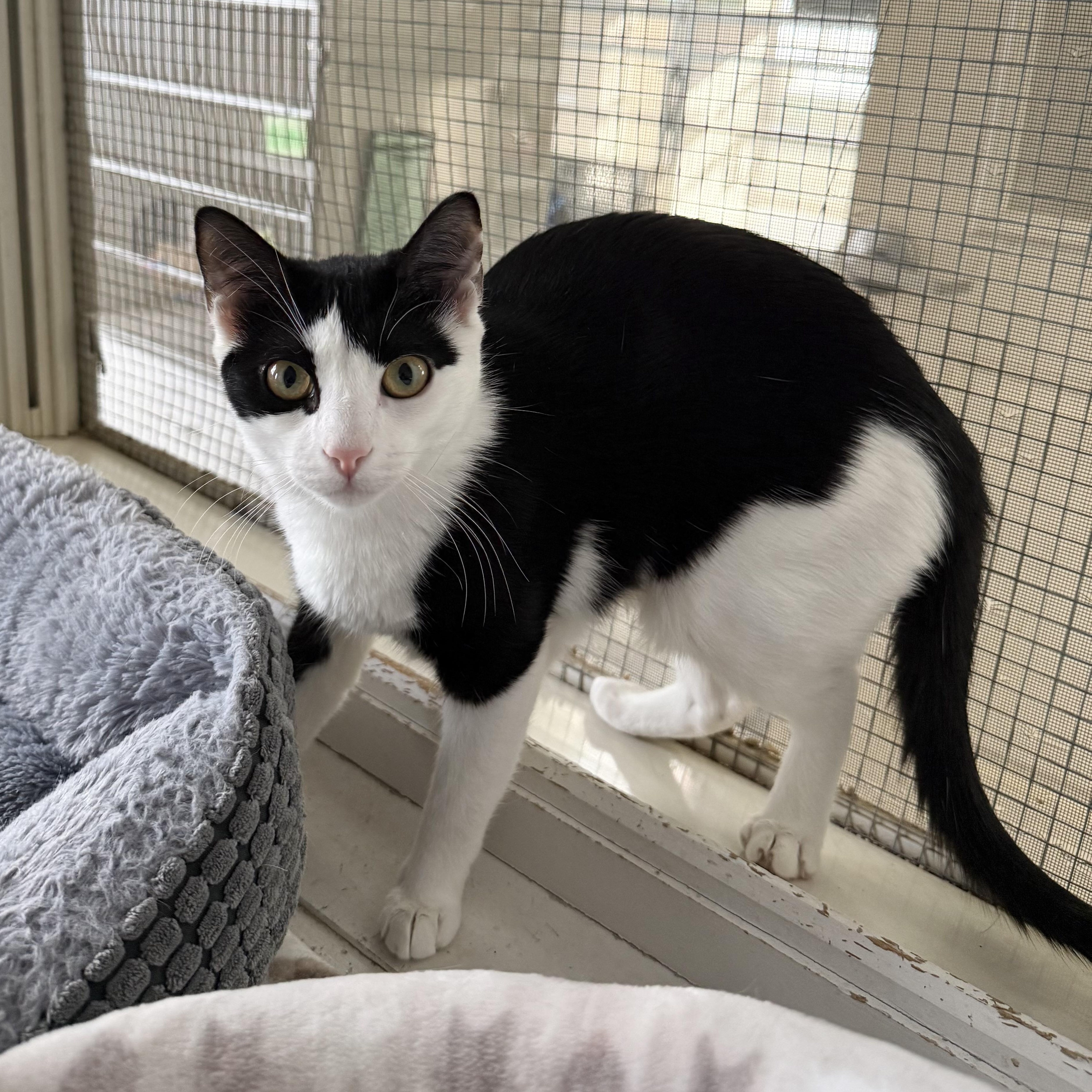 Enlarge Marley, an adopted mixed breed in West Milford, NJ image 2/3