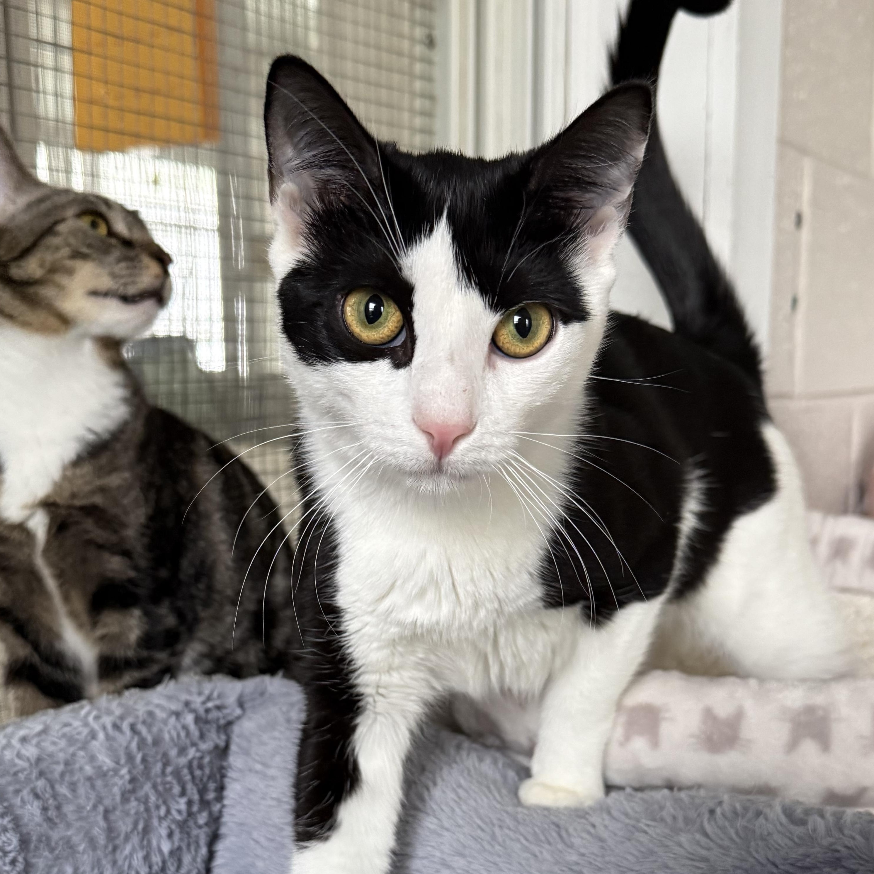 Marley, adopted, Kitten Female Domestic Short Hair.