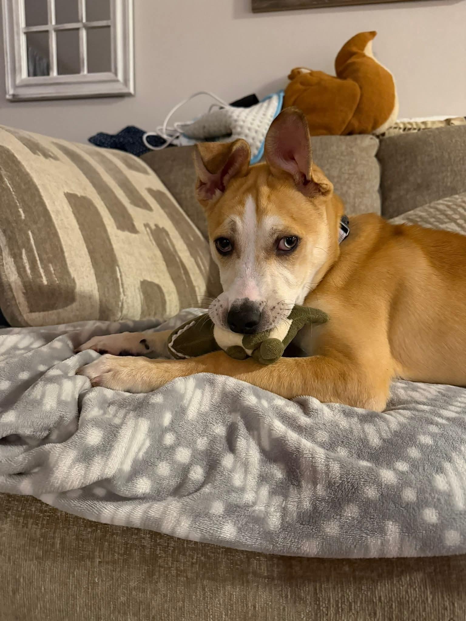 Enlarge JANET   $425, a ADOPTABLE mixed breed in Milwaukee, WI image 5/6