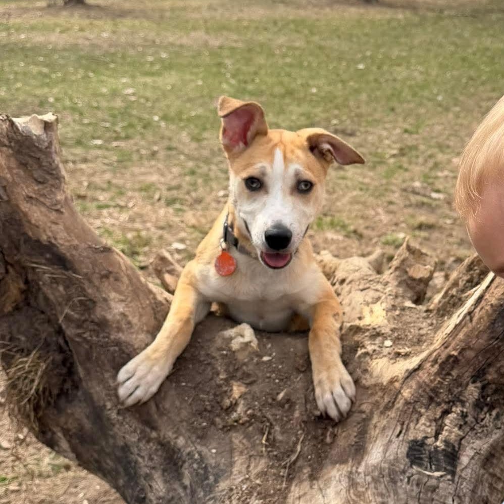 Enlarge JANET   $425, a ADOPTABLE mixed breed in Milwaukee, WI image 1/6