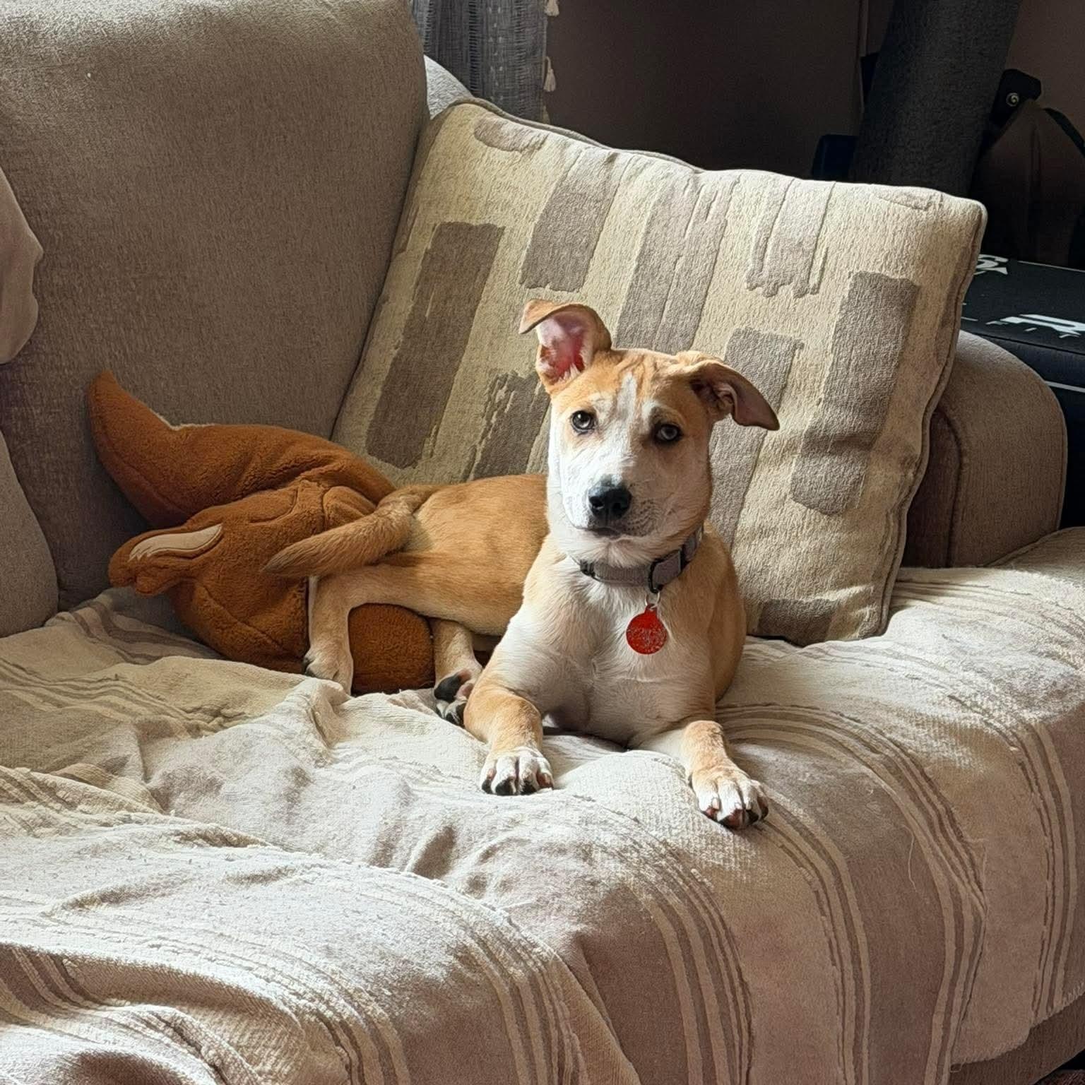 Enlarge JANET   $425, a ADOPTABLE mixed breed in Milwaukee, WI image 3/6