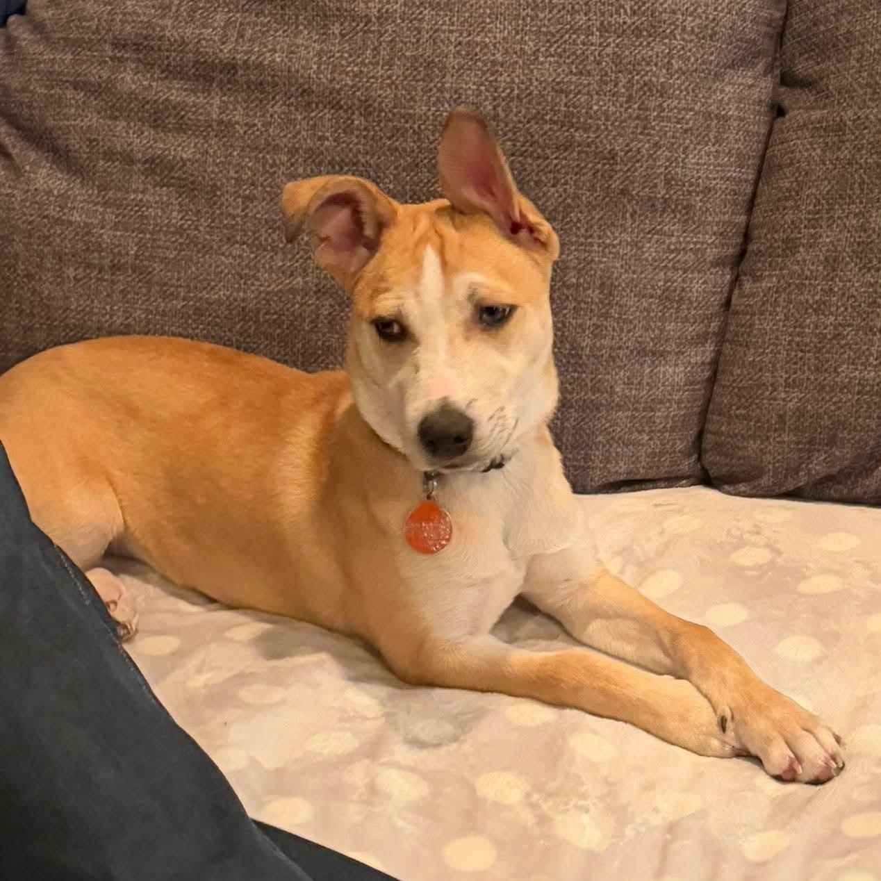 Enlarge JANET   $425, a ADOPTABLE mixed breed in Milwaukee, WI image 4/6