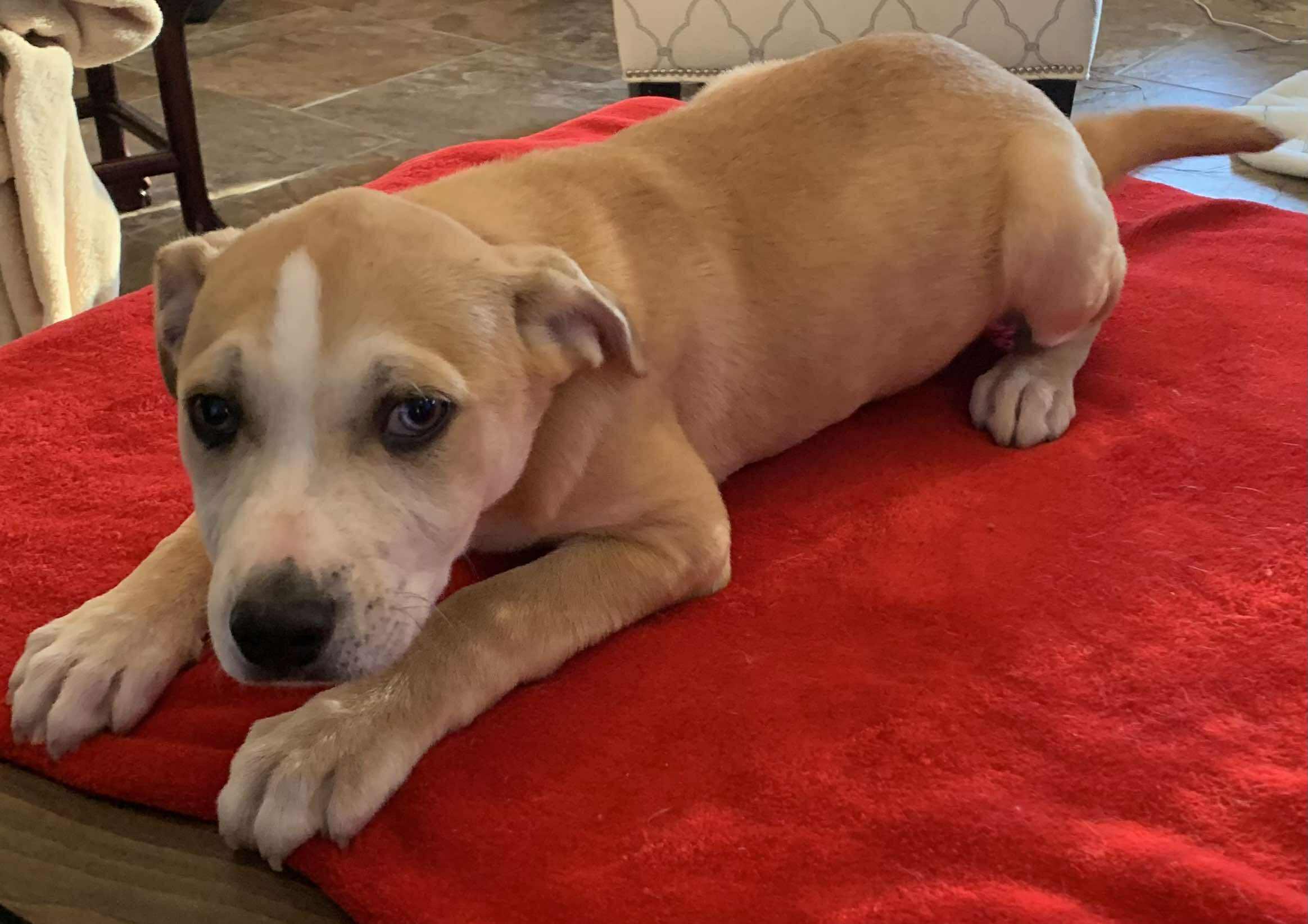 Enlarge JANET   $425, a ADOPTABLE mixed breed in Milwaukee, WI image 3/5