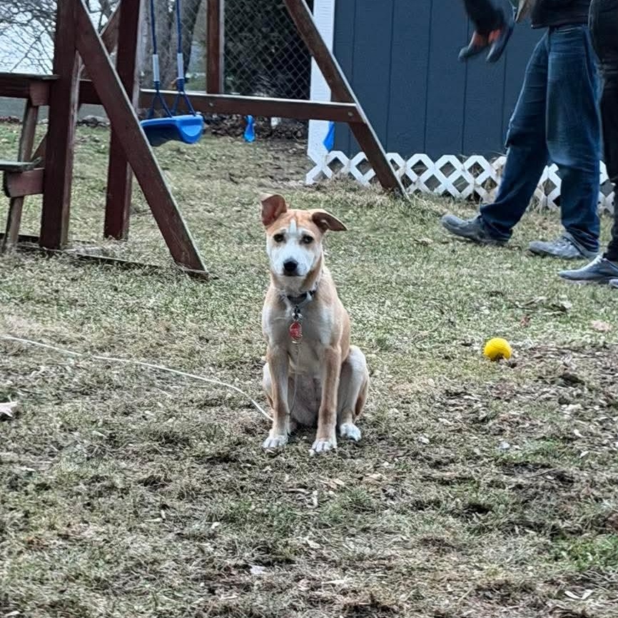 Enlarge JANET   $425, a ADOPTABLE mixed breed in Milwaukee, WI image 6/6