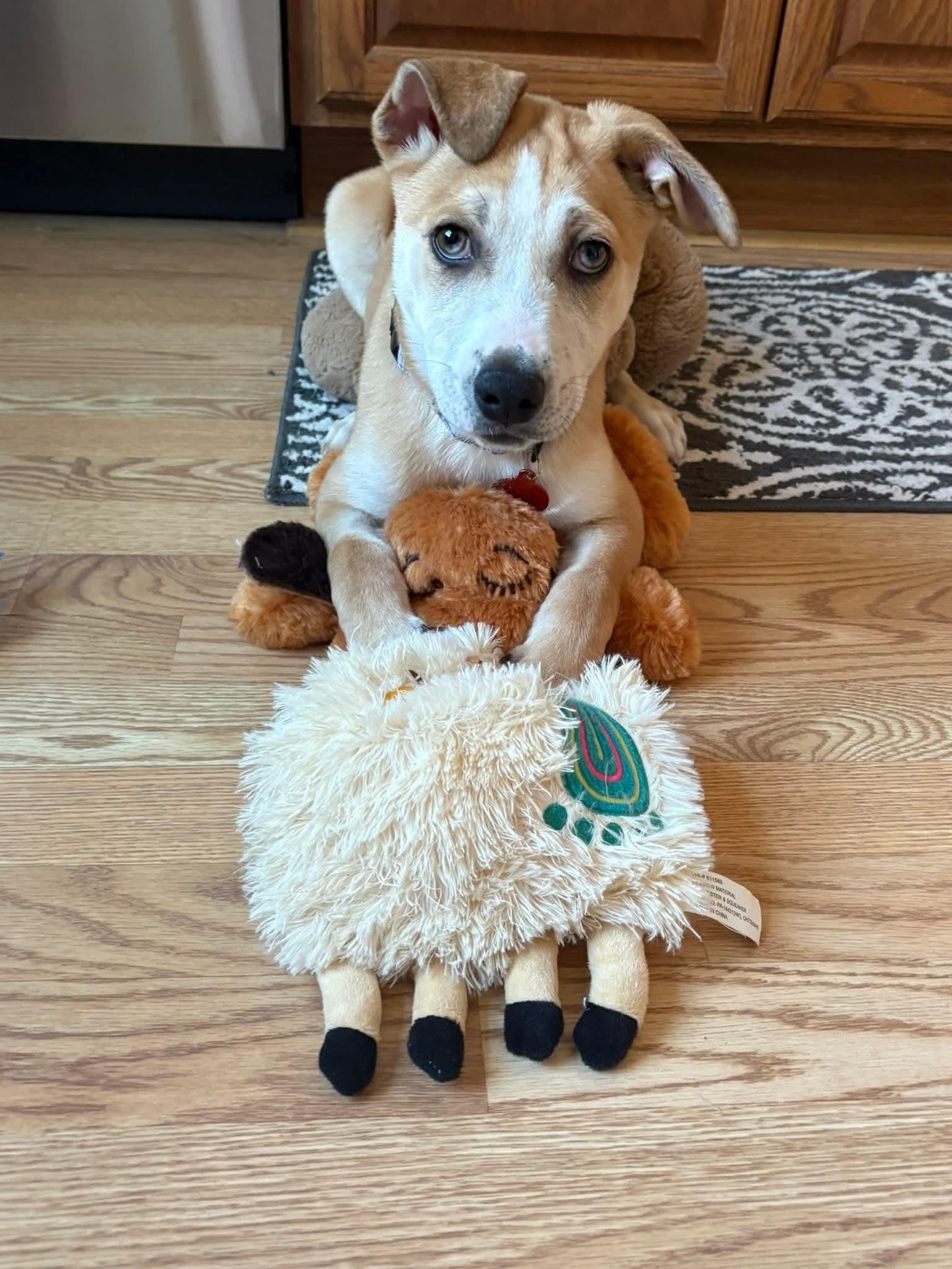 JANET   $425, ADOPTABLE, Puppy Female Hound.