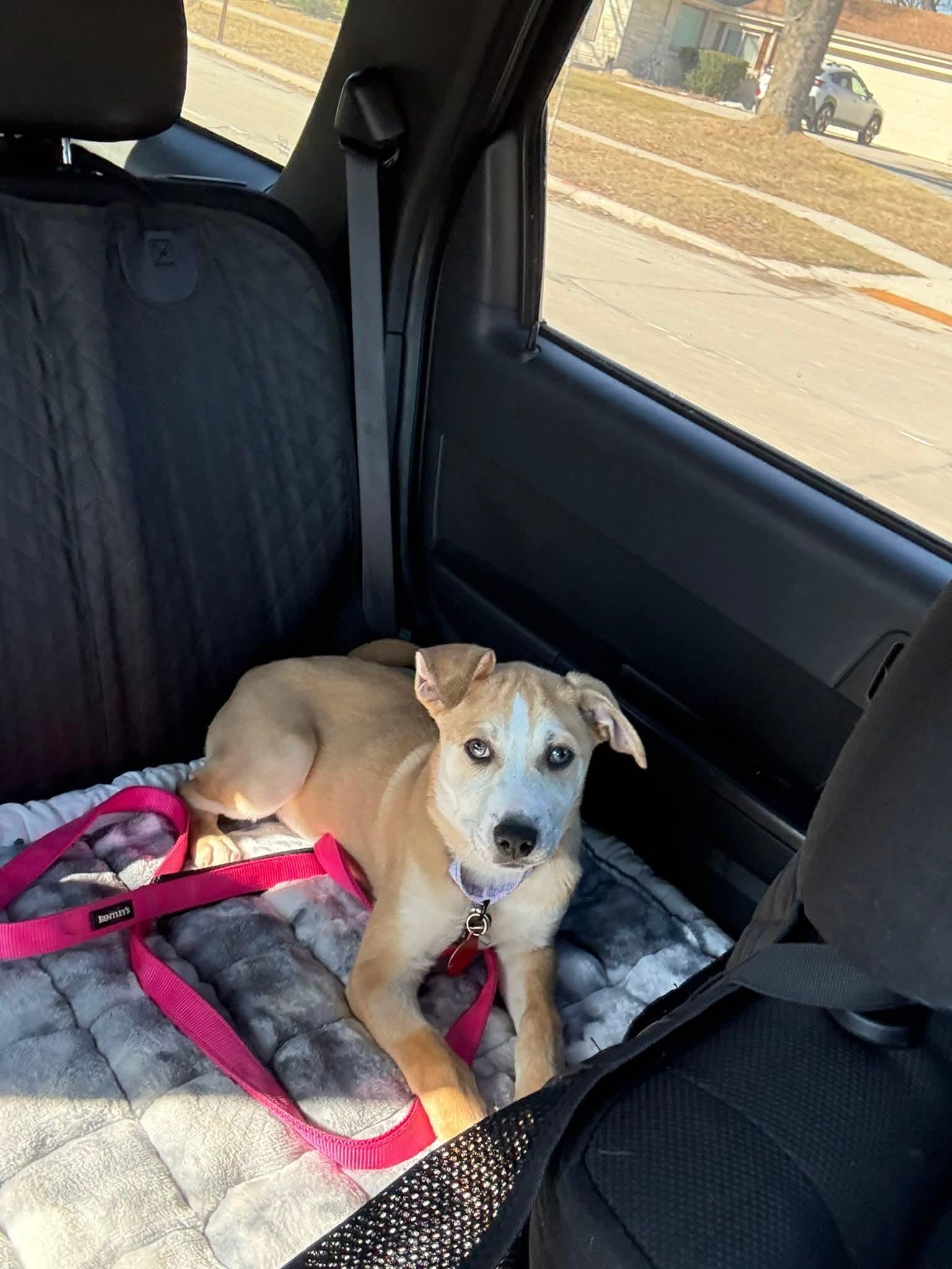 Enlarge JANET   $425, a ADOPTABLE mixed breed in Milwaukee, WI image 5/5