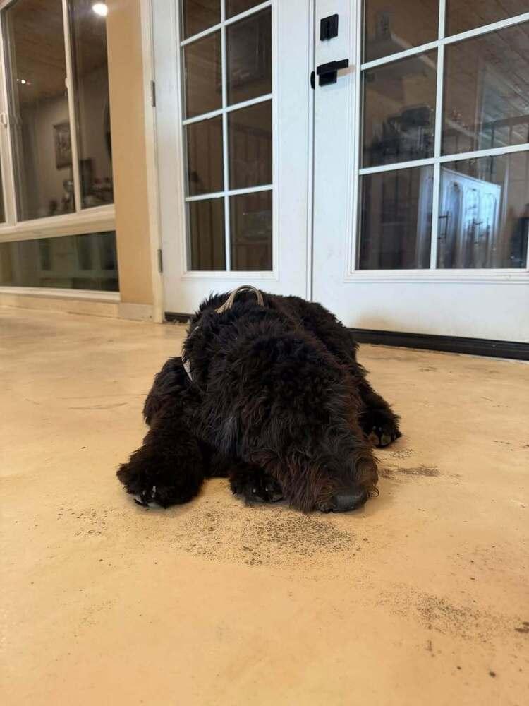 Dorfman / Peque, Adoptable, Young Female Labradoodle & Mixed Breed.