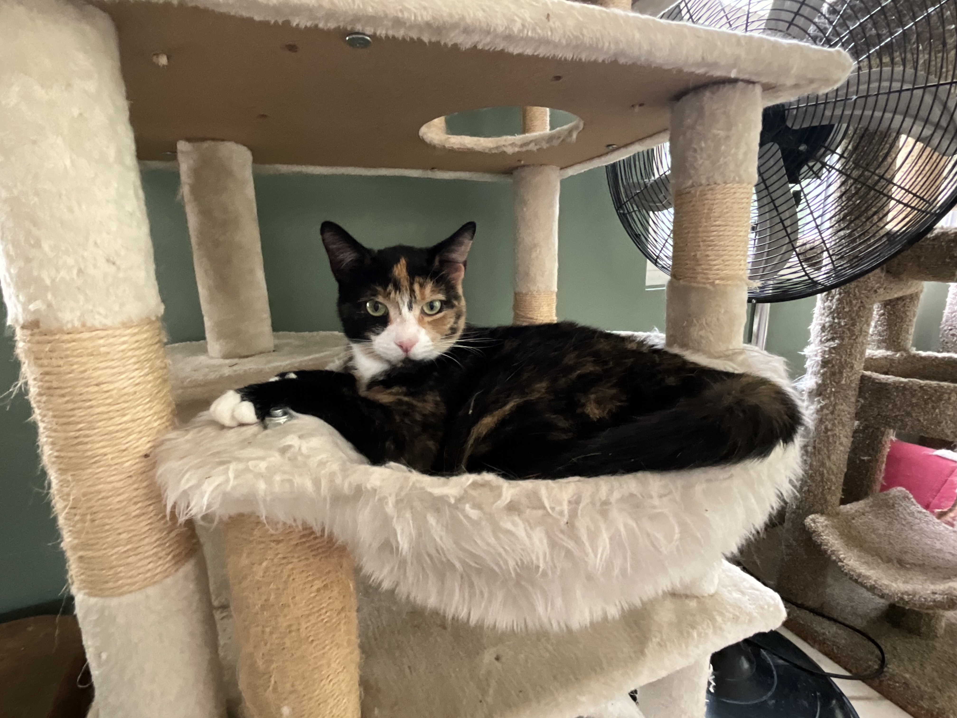 Layla, Adoptable, Young Female Calico & Tortoiseshell.