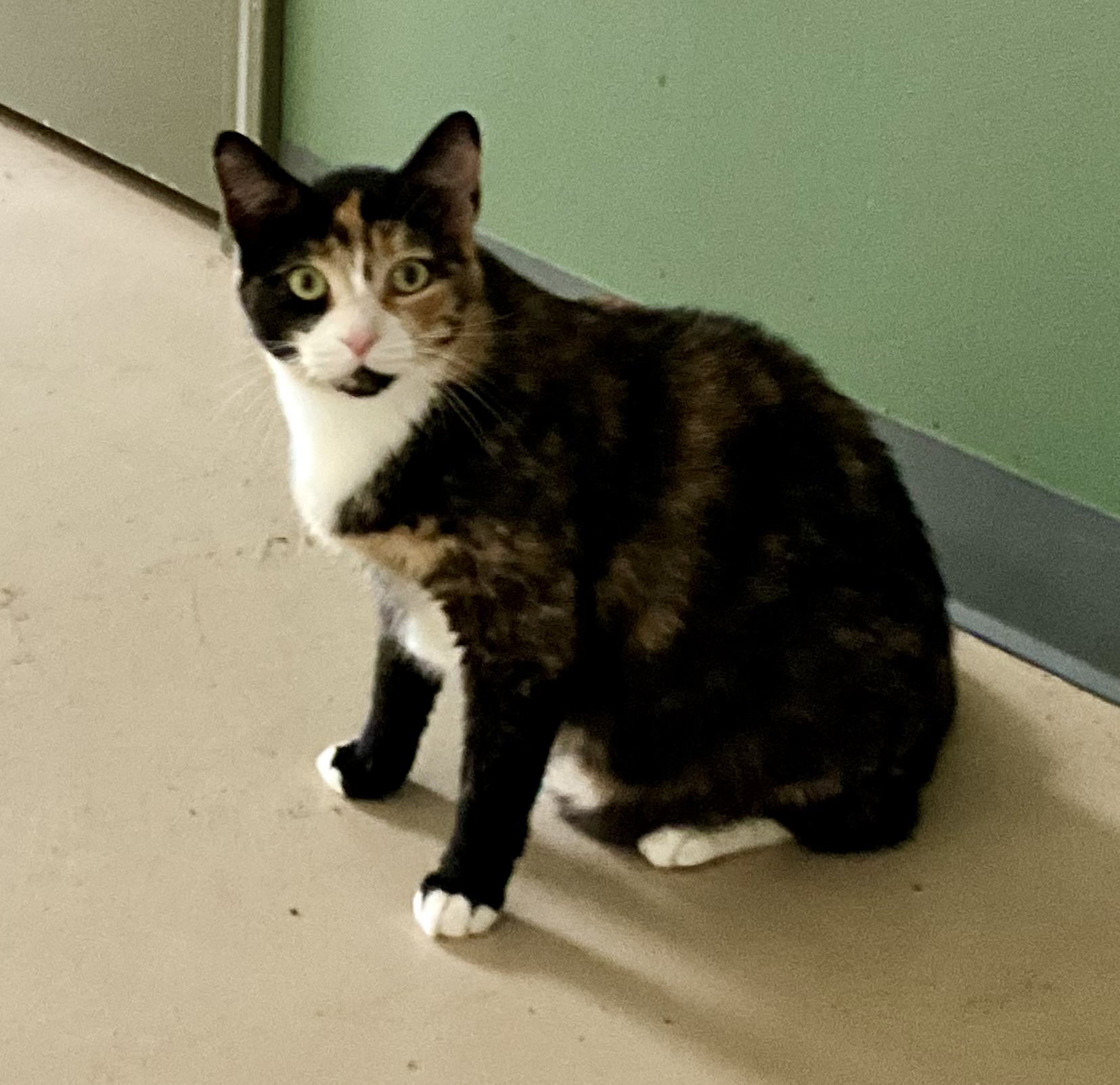 Layla, a Adoptable mixed breed in Avonmore, PA image 2/2