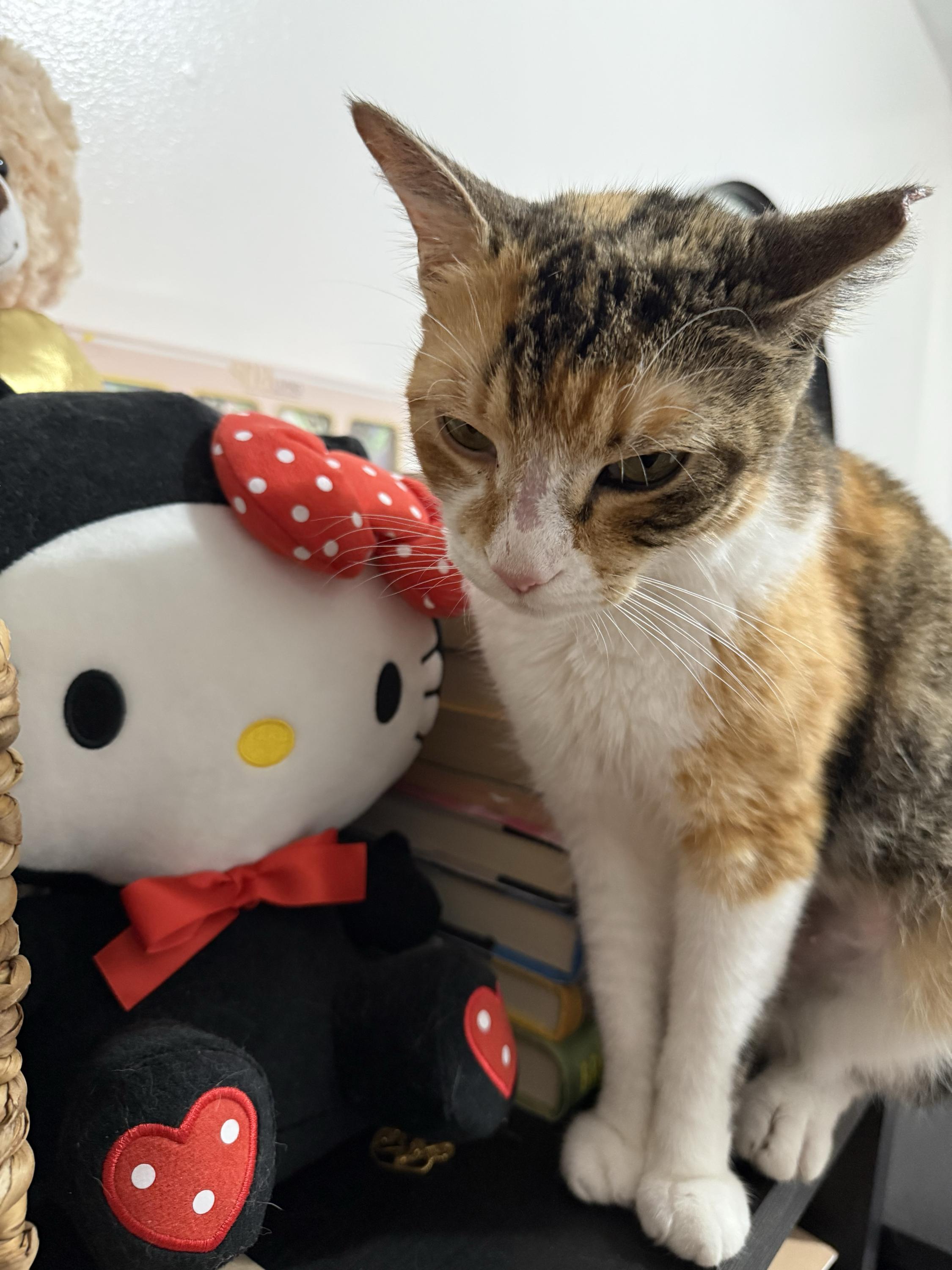 Enlarge Winter Melon, a Adoptable Domestic Short Hair in Long Island City, NY image 2/6