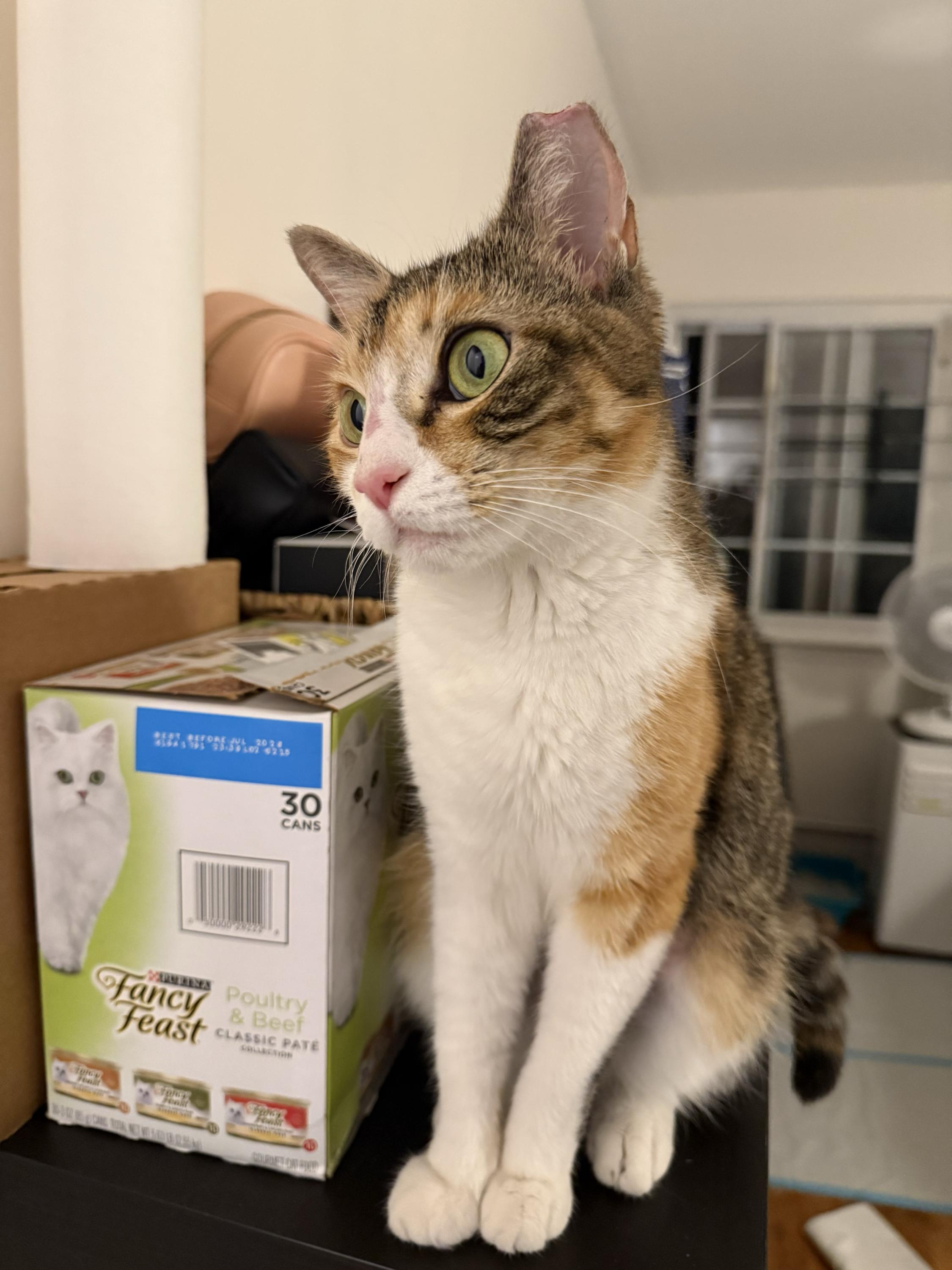 Enlarge Winter Melon, a Adoptable Domestic Short Hair in Long Island City, NY image 1/6