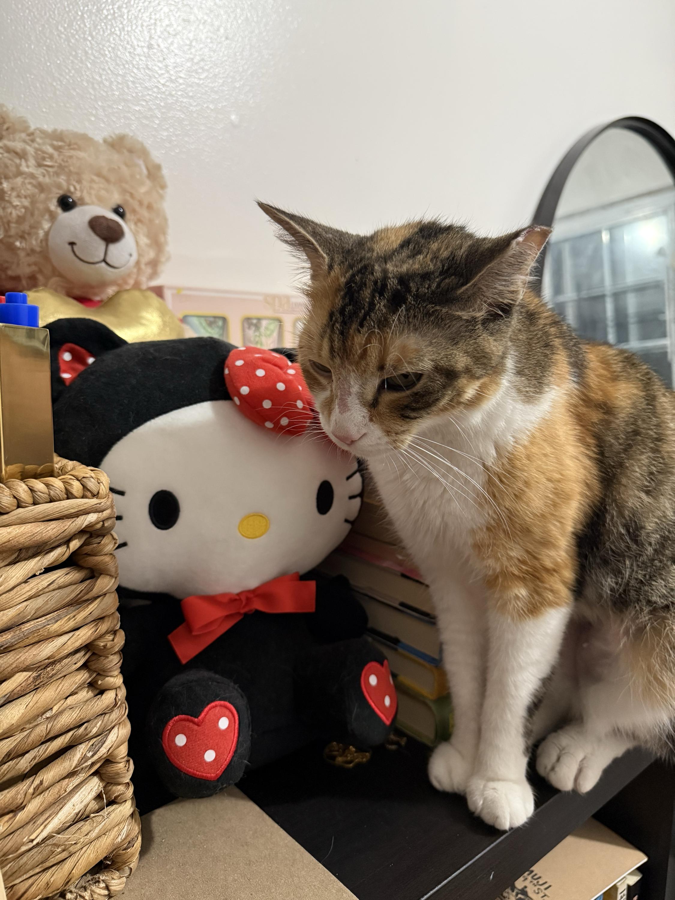 Enlarge Winter Melon, a Adoptable Domestic Short Hair in Long Island City, NY image 3/6