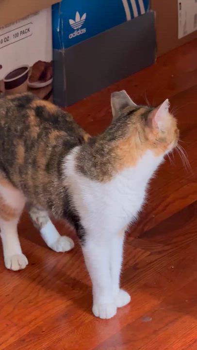 Enlarge Winter Melon, a Adoptable Domestic Short Hair in Long Island City, NY video 5/6