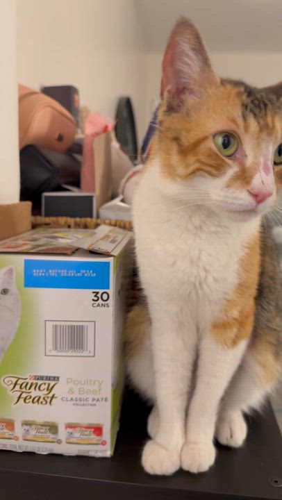Enlarge Winter Melon, a Adoptable Domestic Short Hair in Long Island City, NY video 6/6
