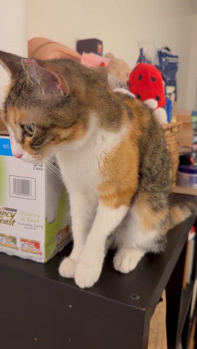 Enlarge Winter Melon, a Adoptable Domestic Short Hair in Long Island City, NY video 4/6