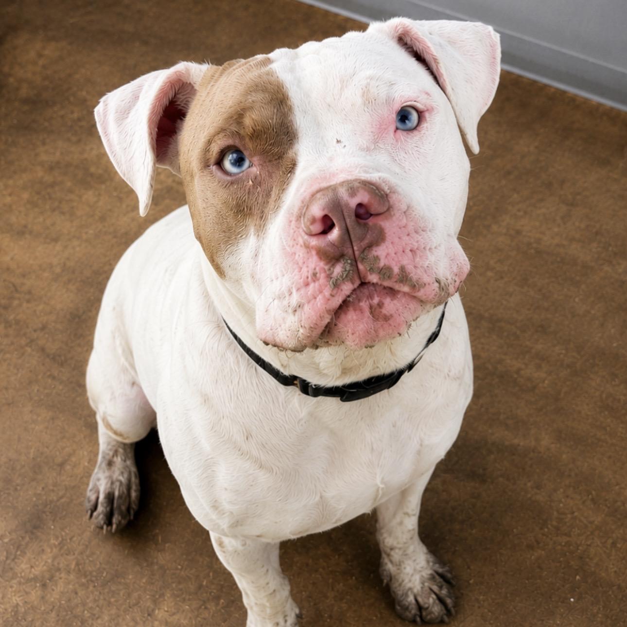 Champ, Adopted, Adult Male Bulldog.