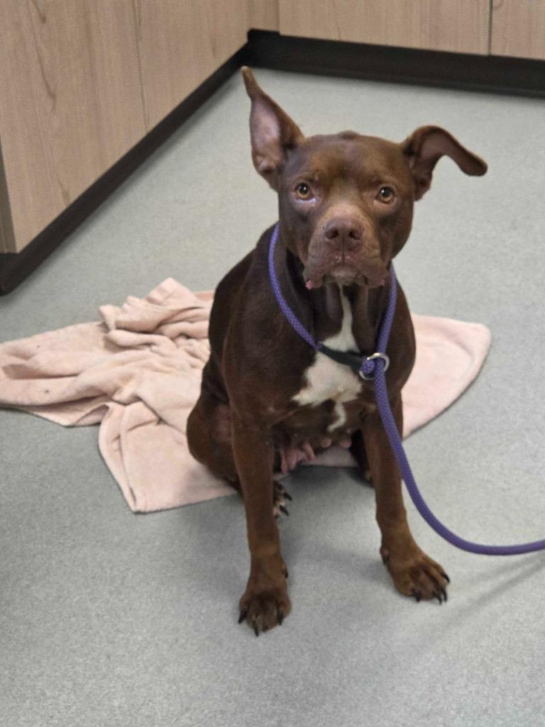 Georgina Chapman, Adoptable, Adult Female Pit Bull Terrier & Mixed Breed.