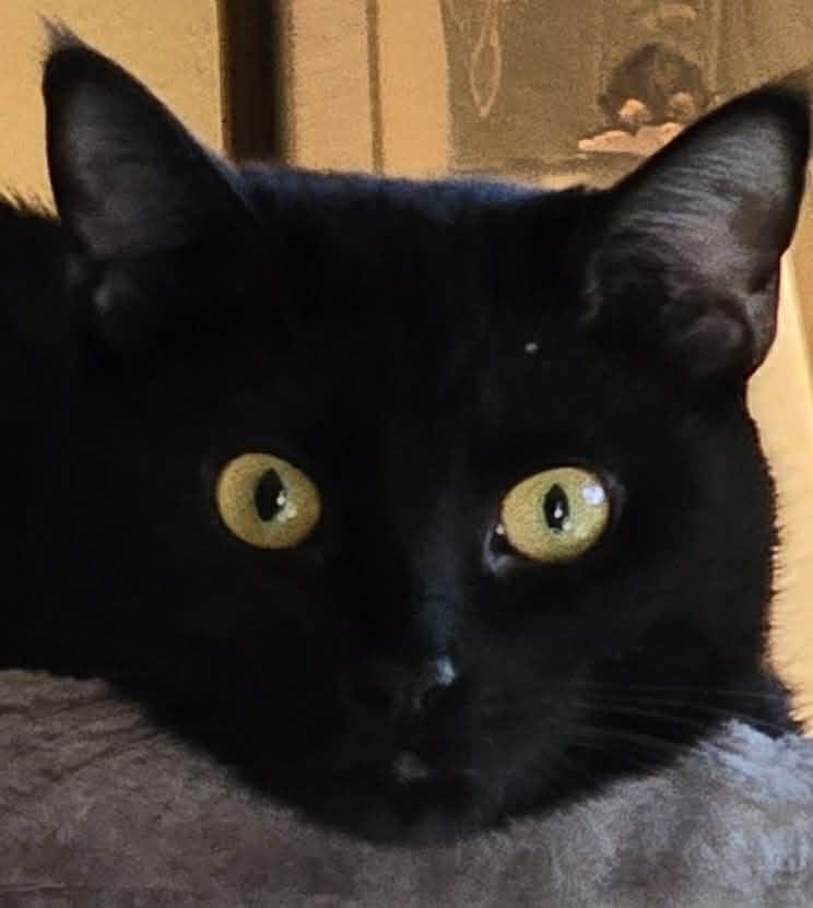 Baloo, Adoptable, Adult Female Domestic Short Hair.