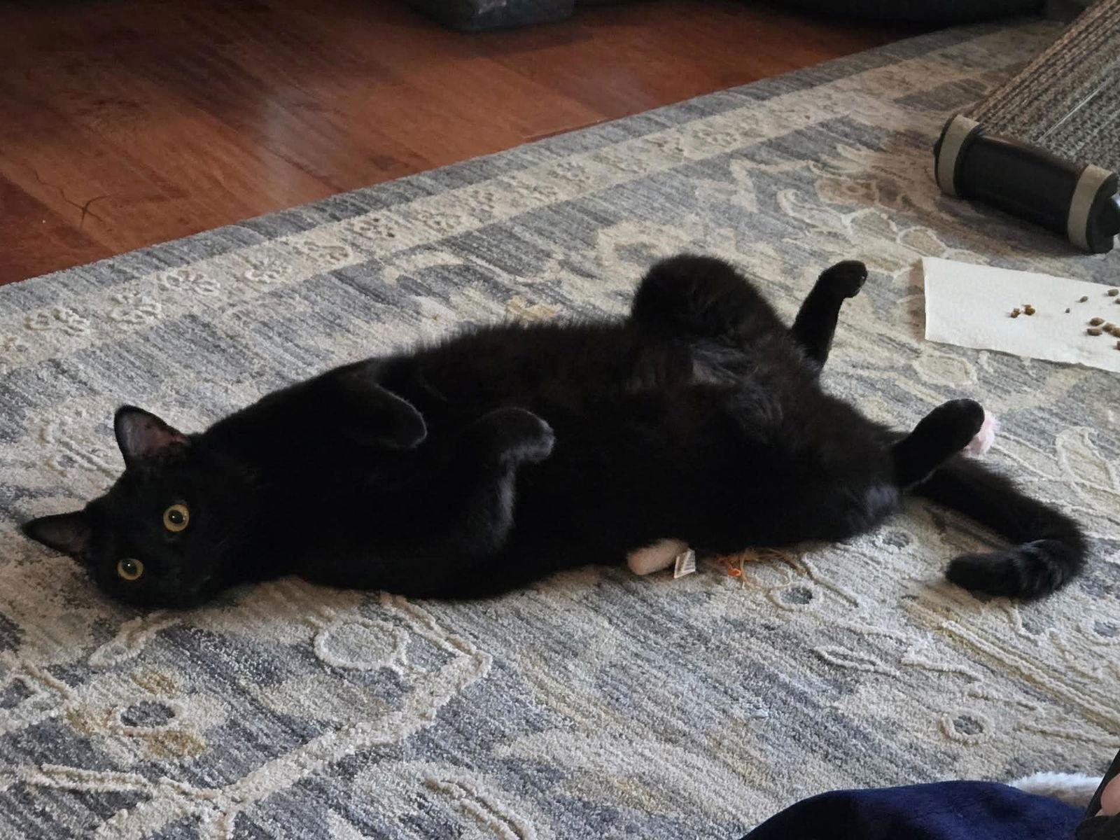 Enlarge Baloo, a Adoptable Domestic Short Hair in Pleasanton, TX image 2/3