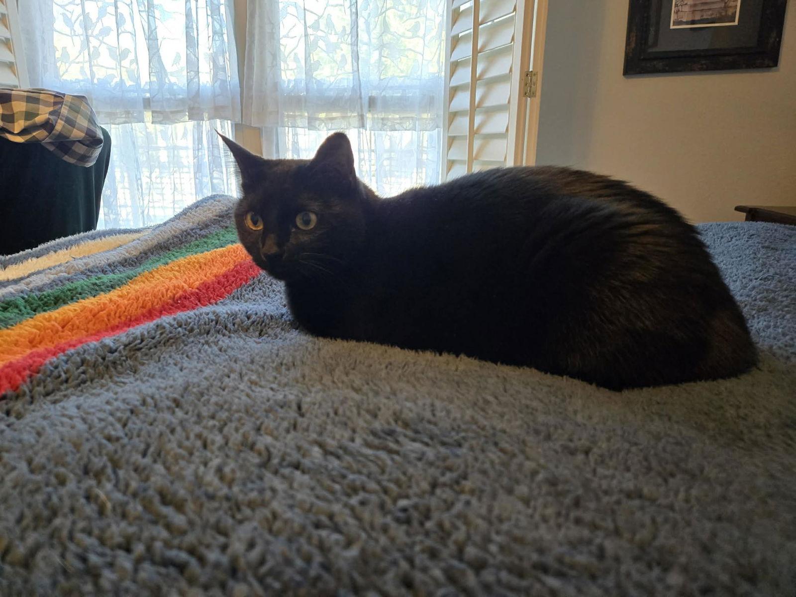 Enlarge Baloo, a Adoptable Domestic Short Hair in Pleasanton, TX image 3/3