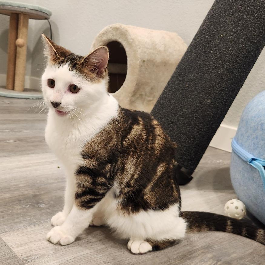 Enlarge Crook, a Adoptable Domestic Short Hair in Talent, OR image 1/4