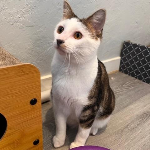 Crook, a Adoptable Domestic Short Hair in Talent, OR image 2/5