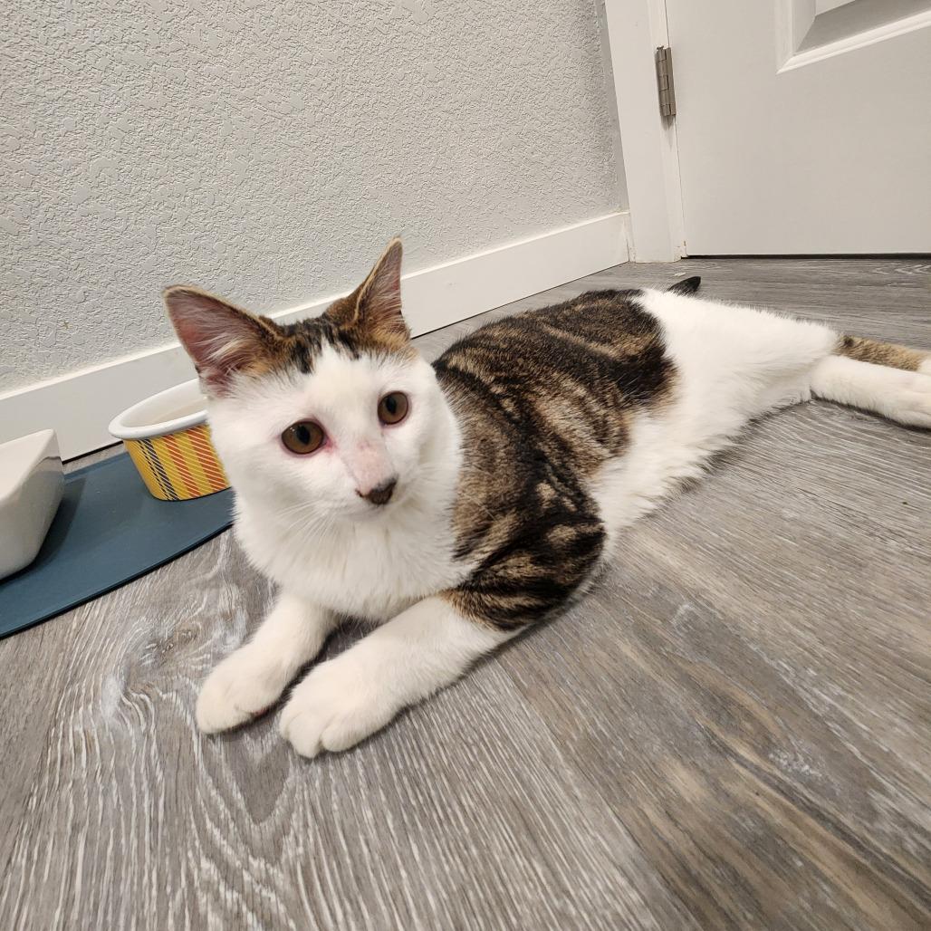 Enlarge Crook, a Adoptable Domestic Short Hair in Talent, OR image 2/4