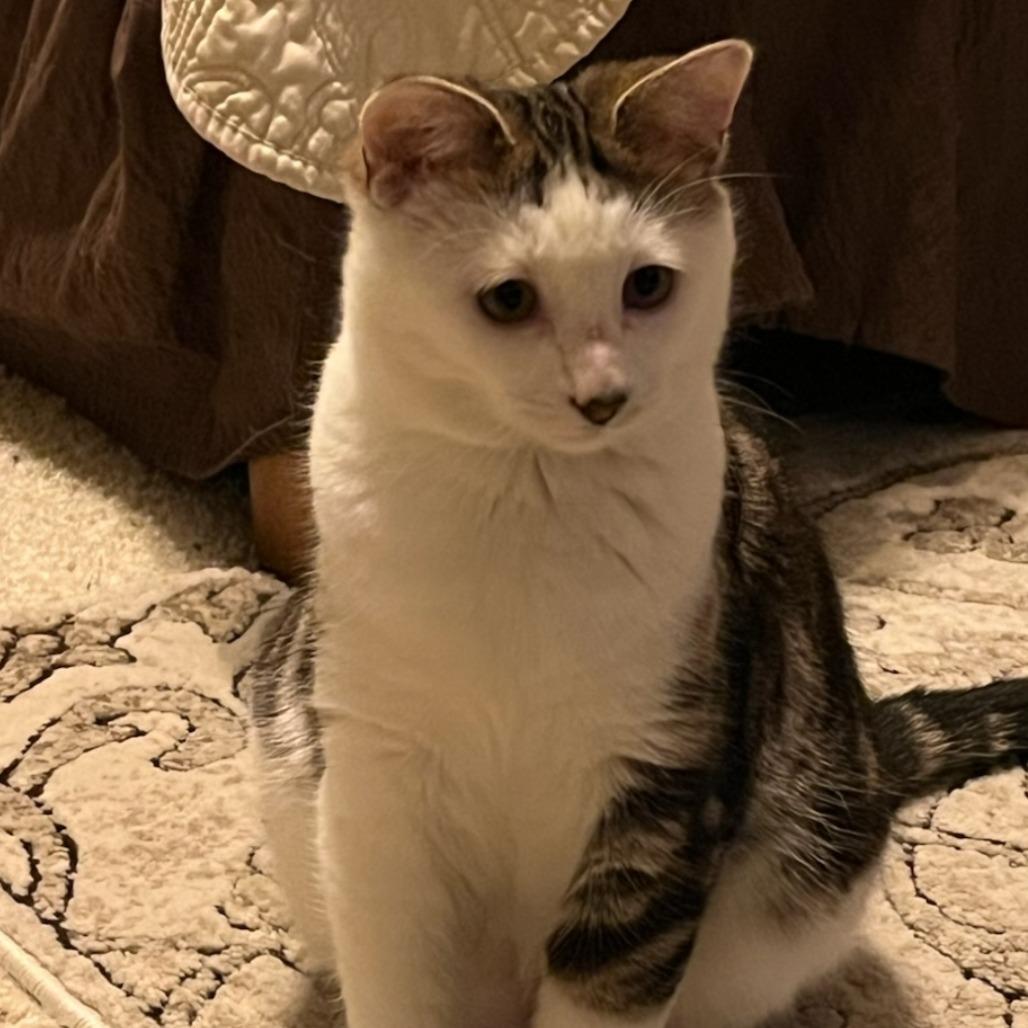 Crook, Adoptable, Young Male Domestic Short Hair.