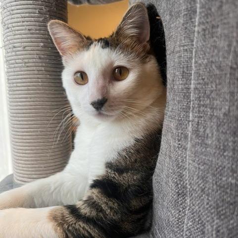 Enlarge Crook, a Adoptable Domestic Short Hair in Talent, OR image 5/6