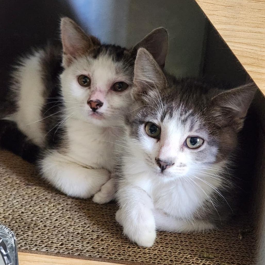 Crook, a Adoptable Domestic Short Hair in Talent, OR image 2/2