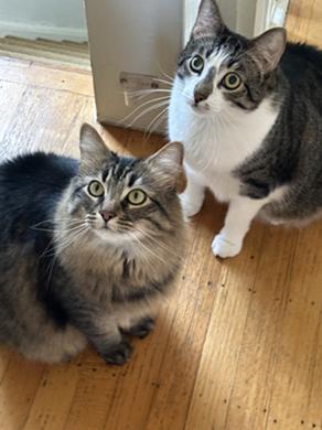 Robin Hood, Adoptable, Adult Male Domestic Medium Hair & Tabby.