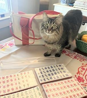 Enlarge Robin Hood, a Adoptable mixed breed in San Francisco, CA image 2/5