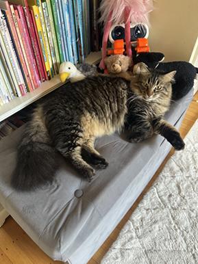 Enlarge Robin Hood, a Adoptable mixed breed in San Francisco, CA image 3/5