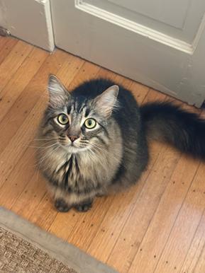 Enlarge Robin Hood, a Adoptable mixed breed in San Francisco, CA image 4/5