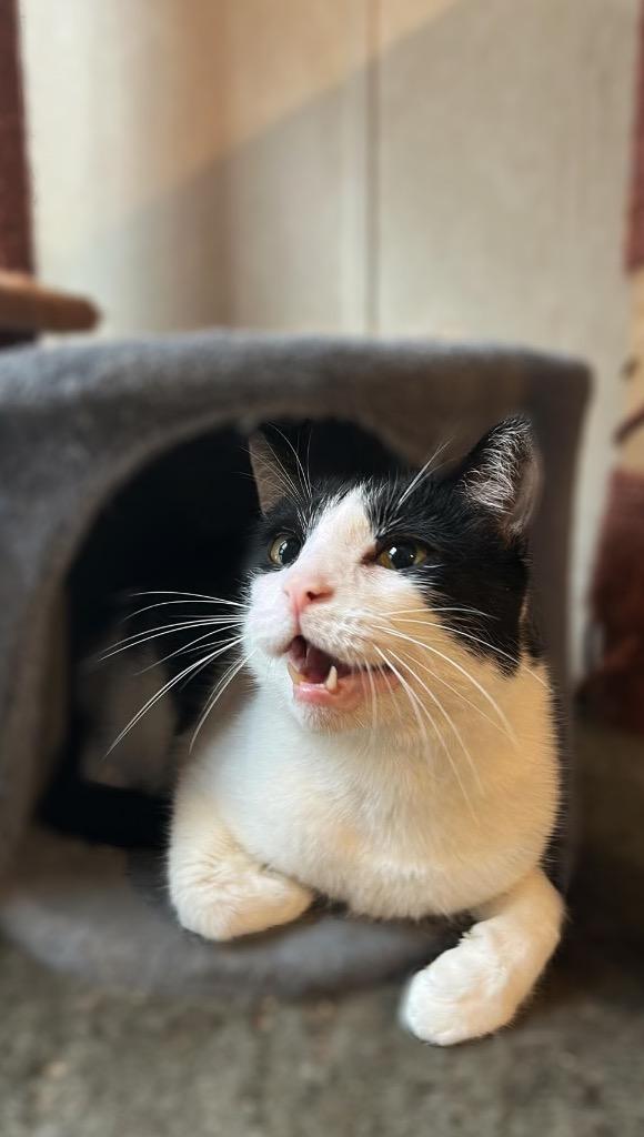 Heineken, Adoptable, Adult Male Domestic Short Hair.