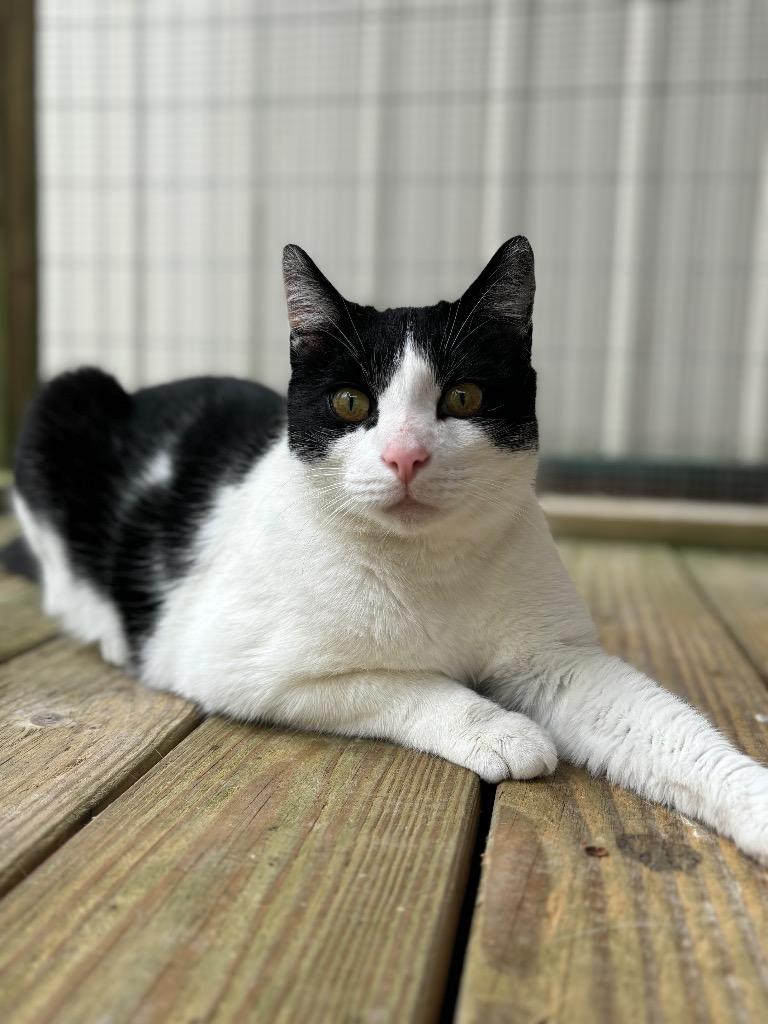 Enlarge Heineken, a Adoptable mixed breed in Parsons, WV image 2/3