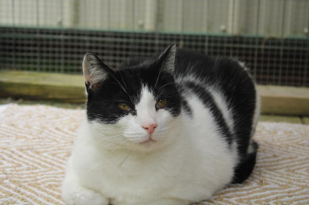 Enlarge Heineken, a Adoptable mixed breed in Parsons, WV image 3/3