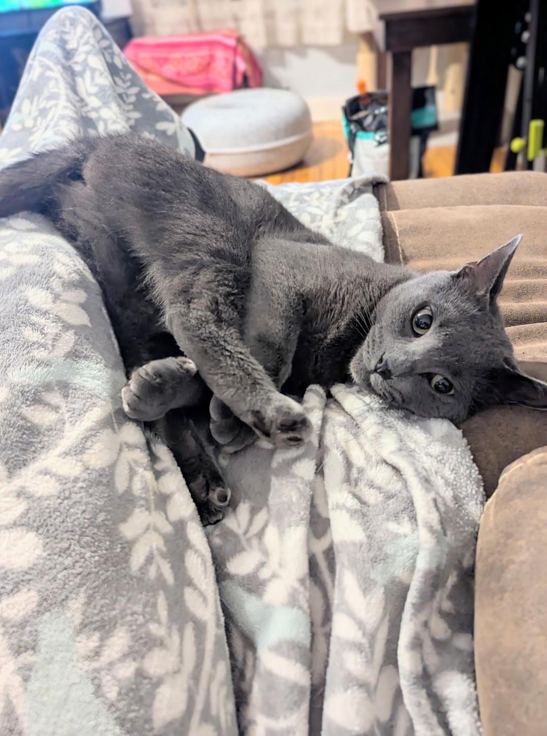 Victoria, a Adoption Pending Russian Blue in Maryville, TN image 2/6