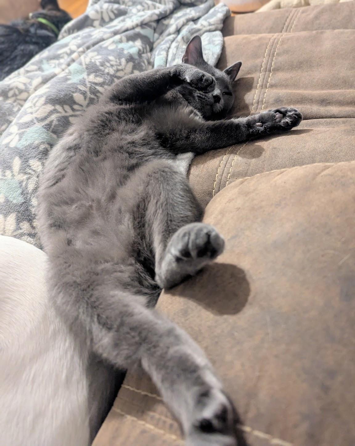 Victoria, a Adoption Pending Russian Blue in Maryville, TN image 3/6