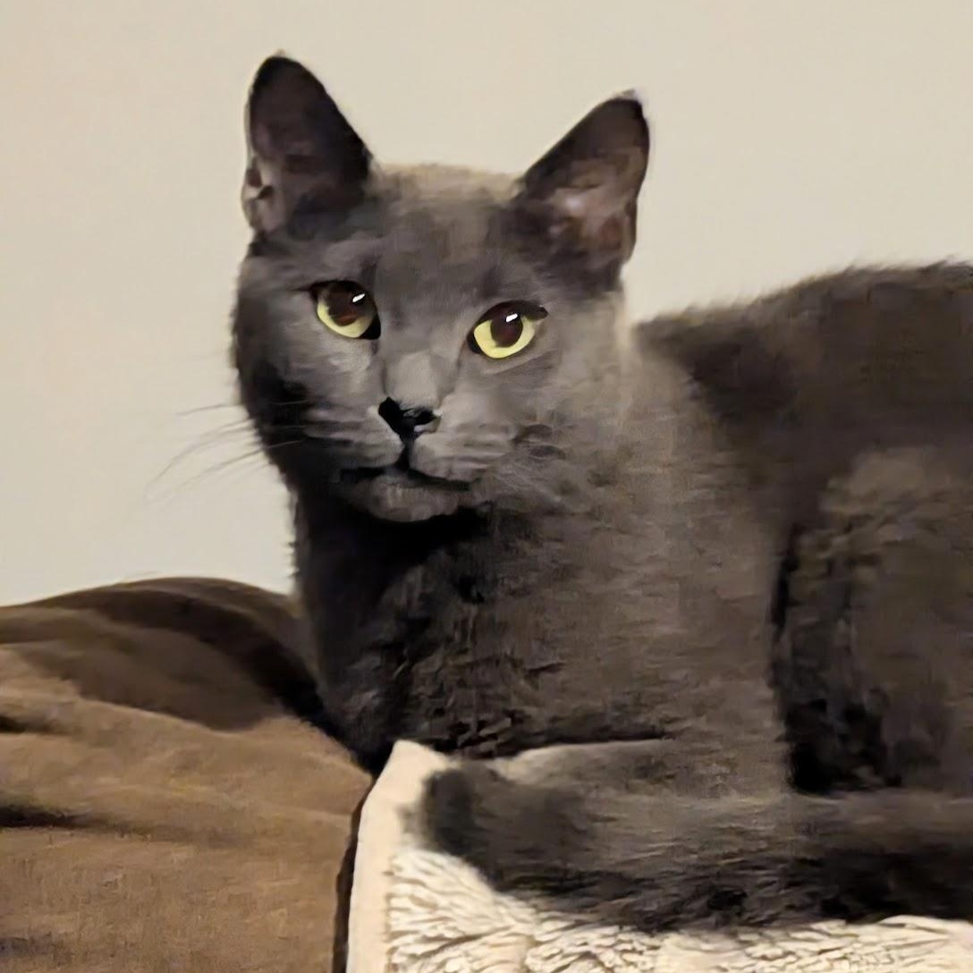 Victoria, a Adoption Pending Russian Blue in Maryville, TN image 1/6