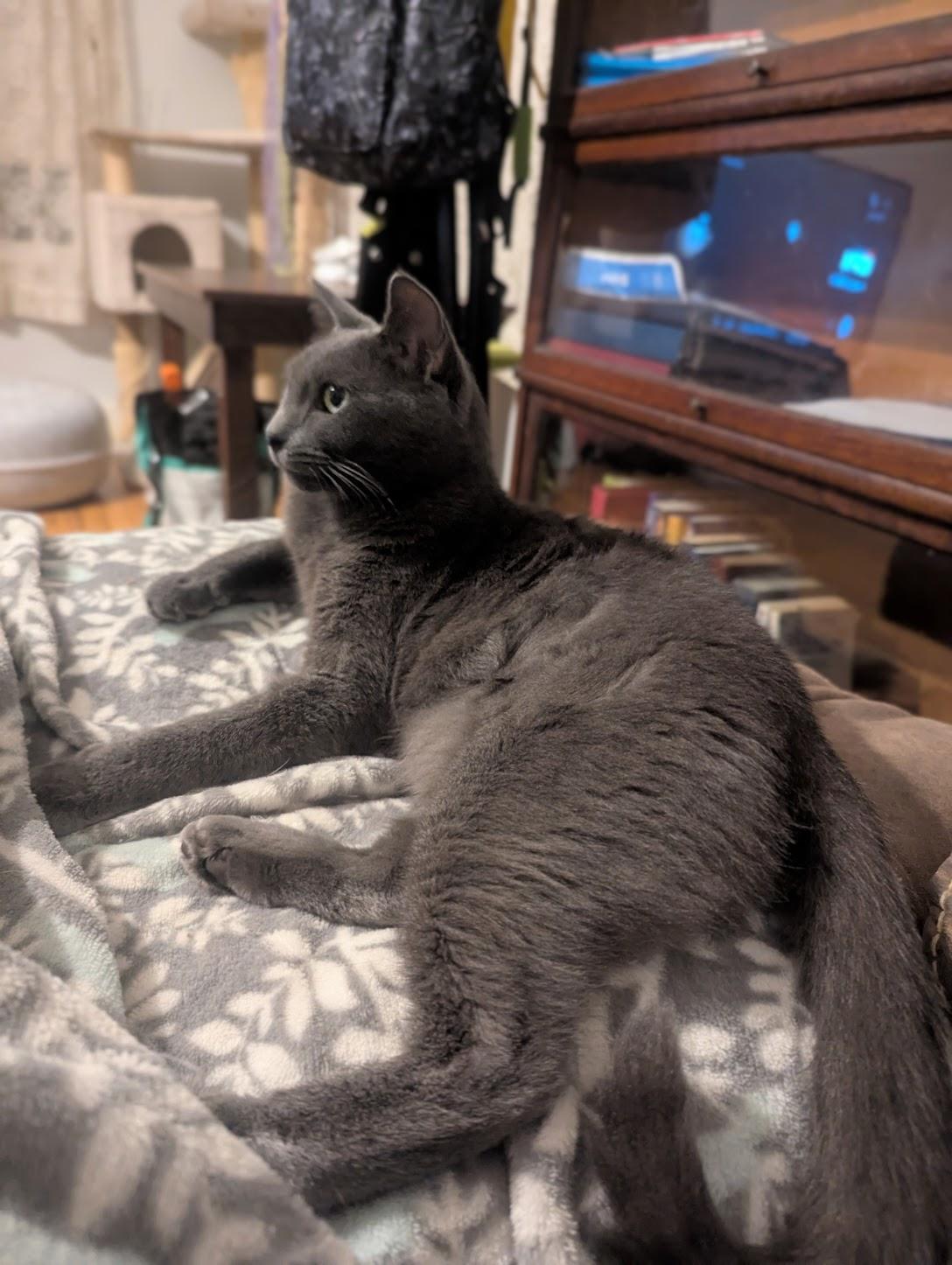 Victoria, a Adoption Pending Russian Blue in Maryville, TN image 4/6