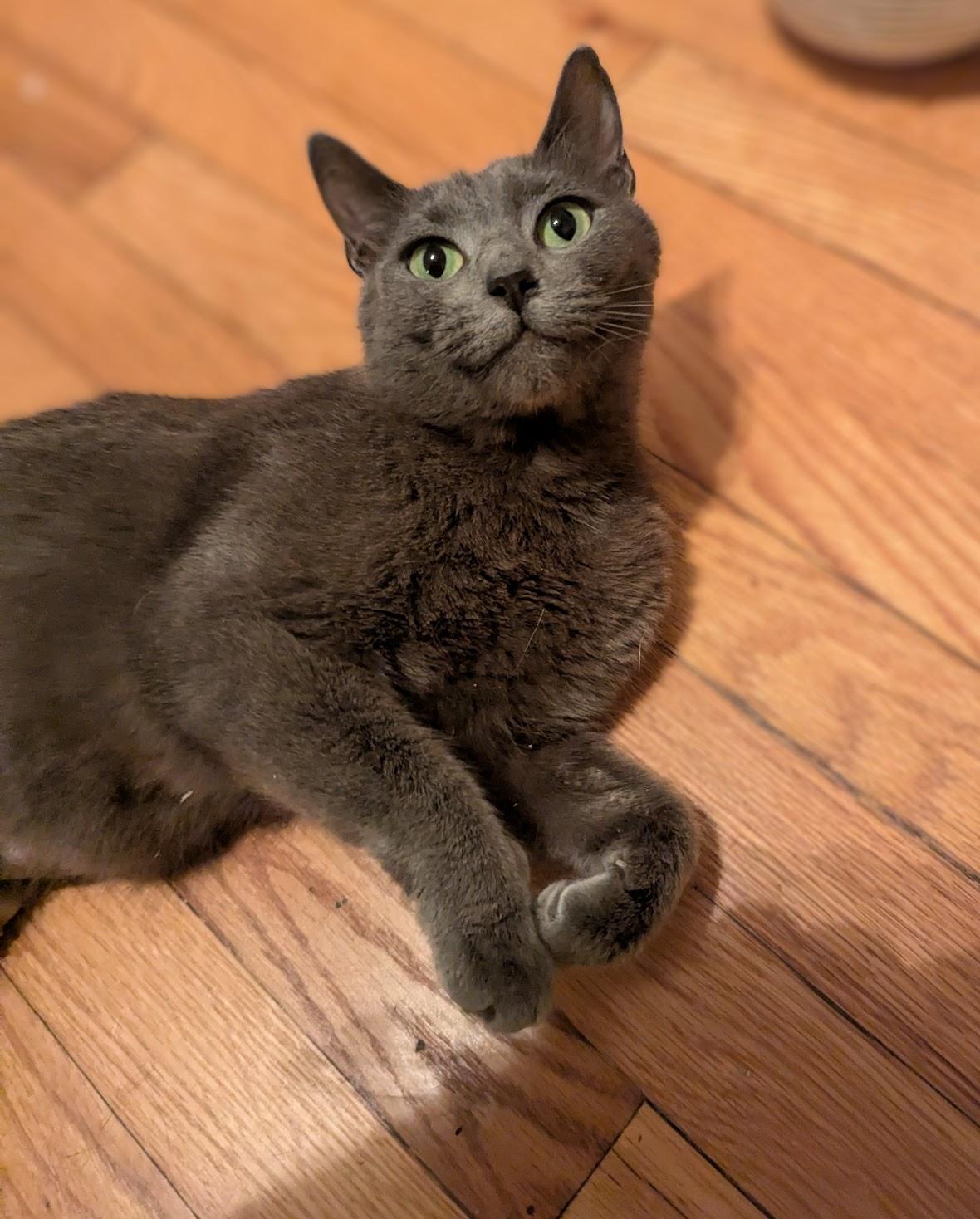 Victoria, a Adoption Pending Russian Blue in Maryville, TN image 6/6