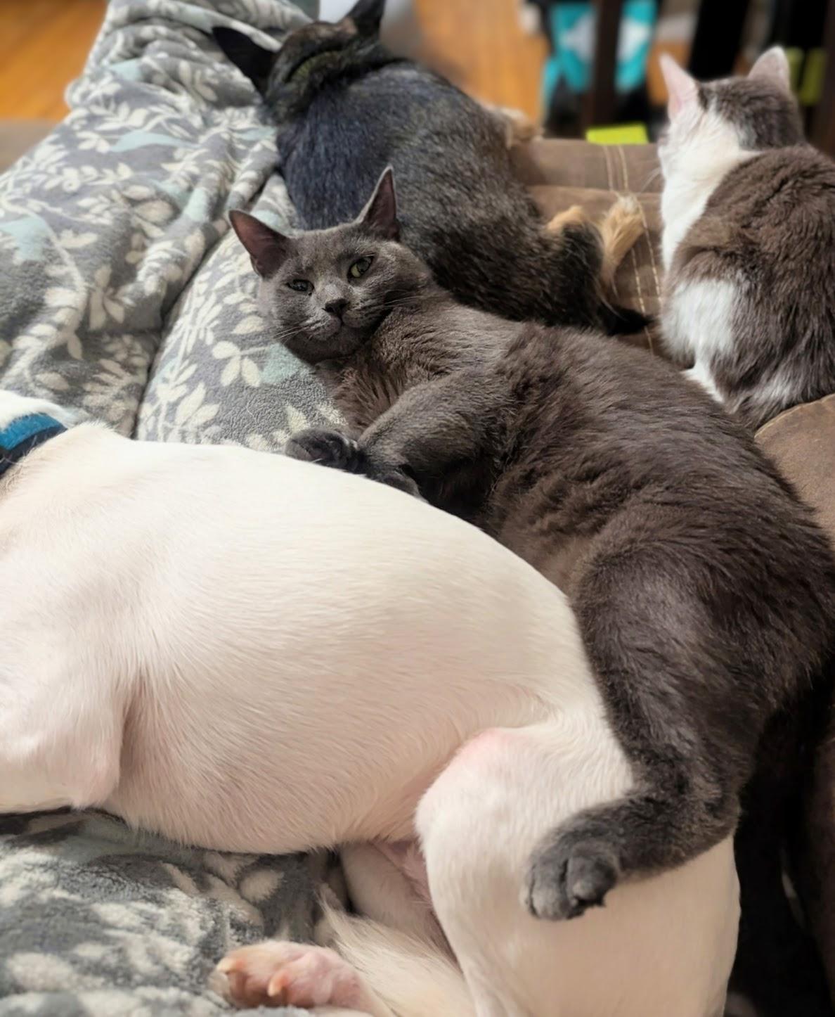 Victoria, a Adoption Pending Russian Blue in Maryville, TN image 5/6