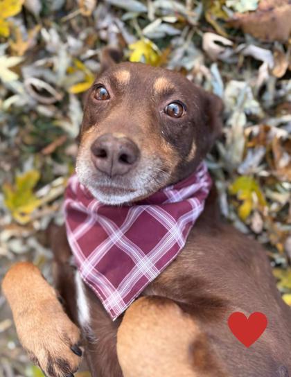 Emily, a Adoptable mixed breed in Bartlesville, OK image 1/3